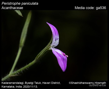 Peristrophe bicalyculata flower7.jpg
